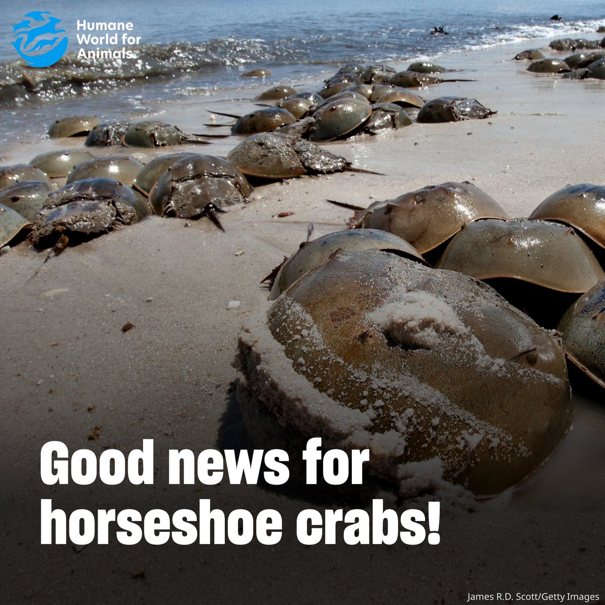 Humane World End Animal Testing tweet media