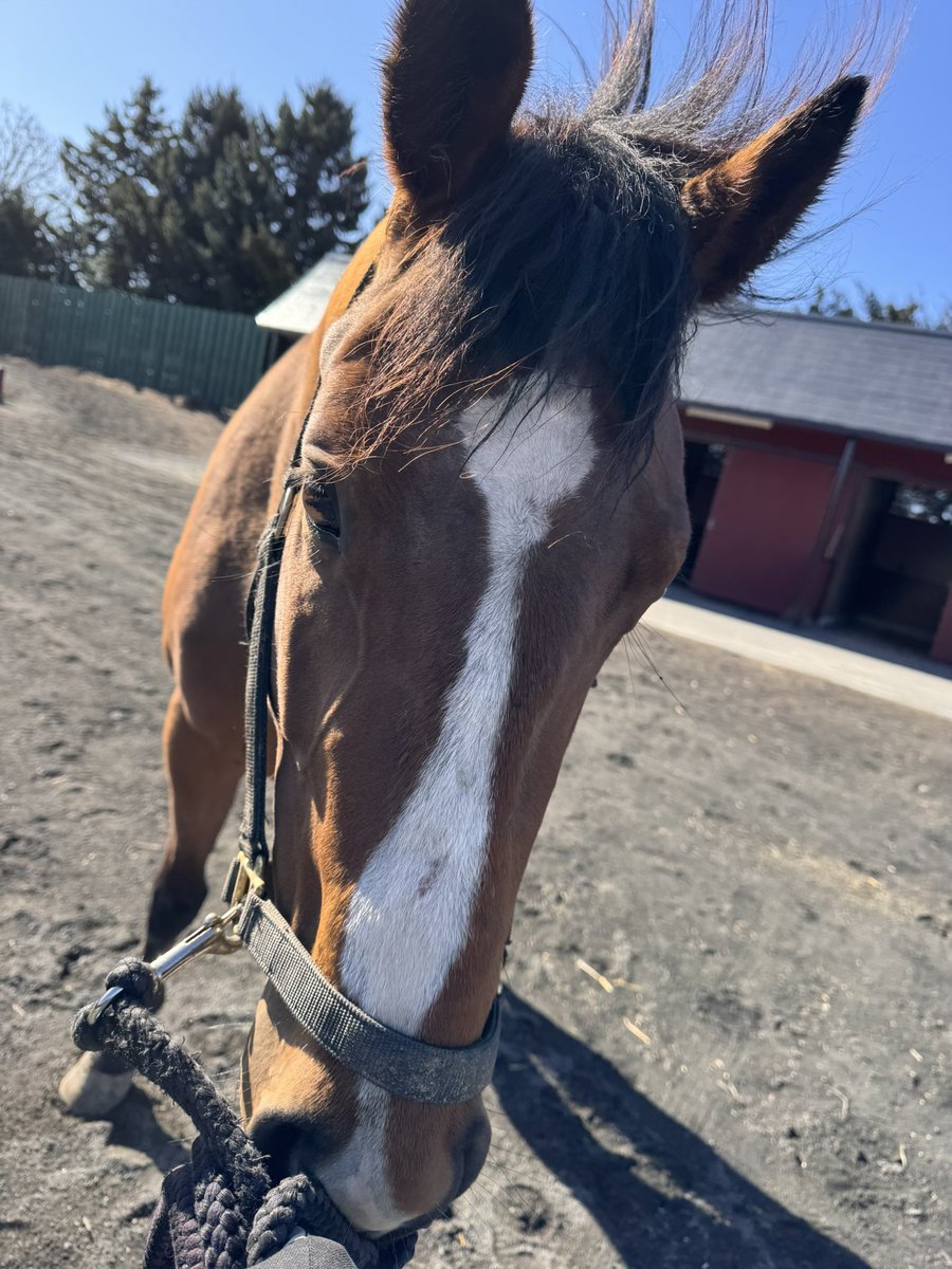inabafarm's tweet photo. オールドマイディア、本日種付けしてきました☺️気性的に心配してましたが特に問題なくでよかったです！
お相手はダノンスマッシュです🎵 https://t.co/cg7tKsKVbl
