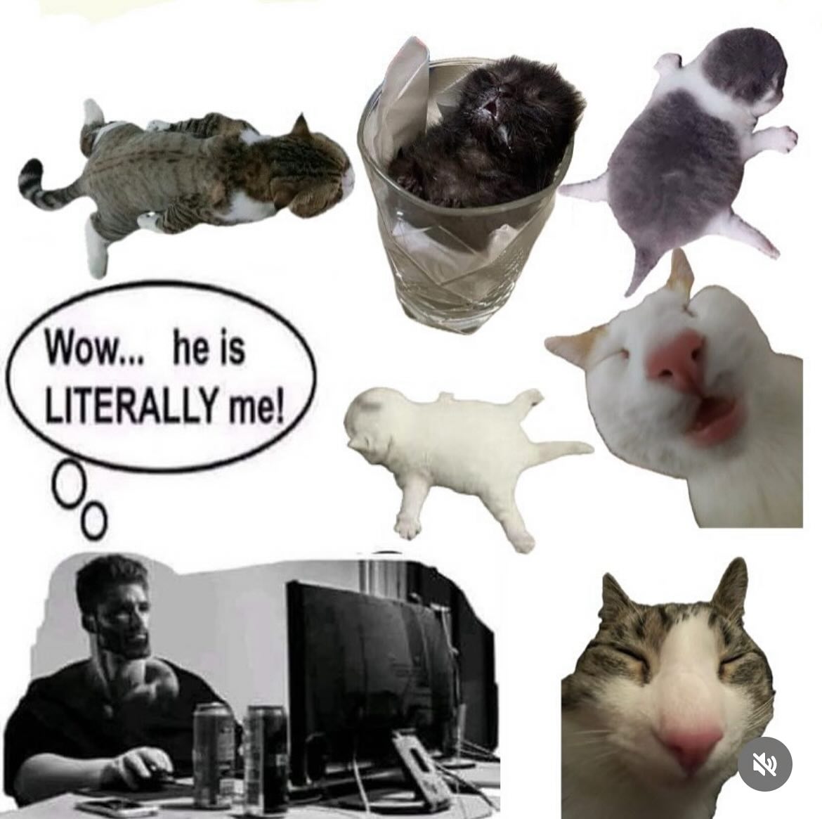 Punch Cat tweet media