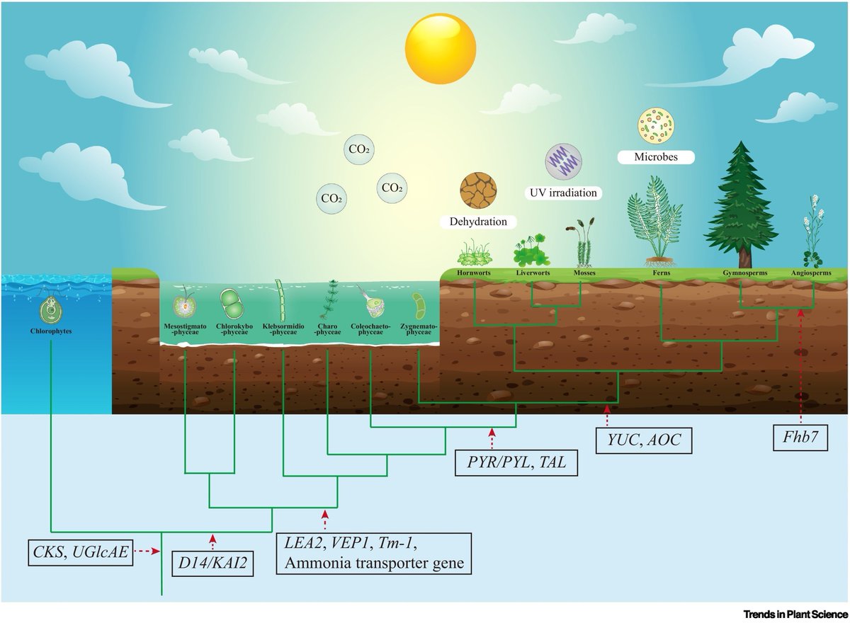 Plant Science tweet media