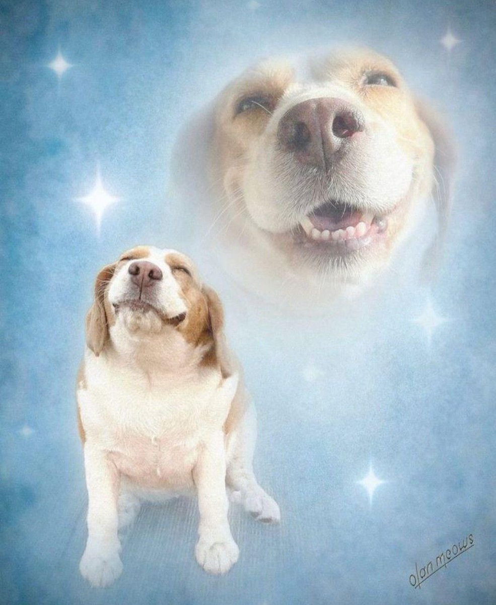 ir dormir sem ter q ligar o despertador