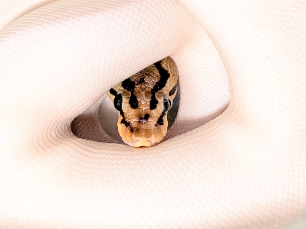 バナナ@バナナの家 tweet media