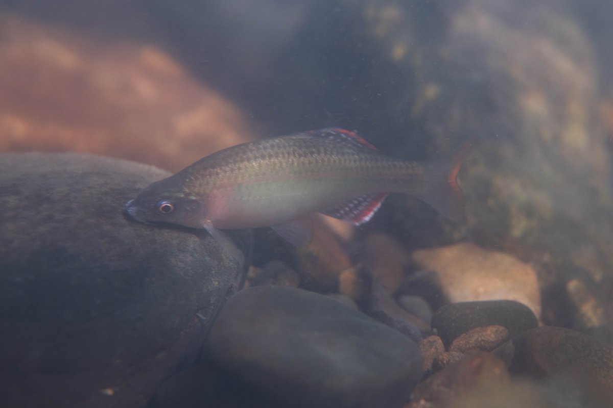 ＼「#タナゴ」のシンポジウムが10/12（月祝）に開催！／
2026年度日本魚類学会年会において、公開シンポジウム「日本と韓国のタナゴ亜科魚類の進化・分類・生態・保全」の開催が10/12に決定！会場は「琵琶湖博物館」です。写真は韓国のA. majusculus ぜひご参加ください。
fish-isj.jp/n60/symposium/