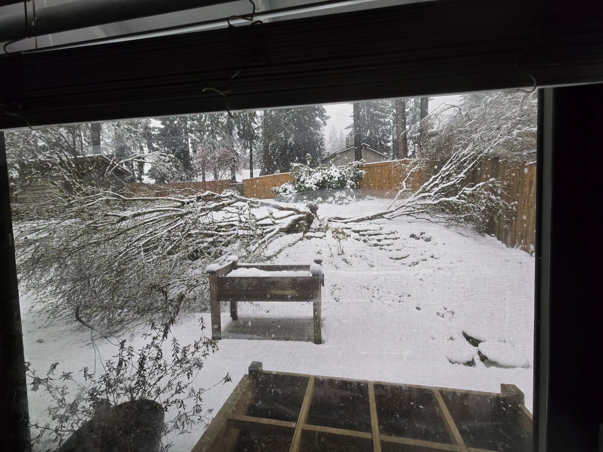 seahawkjulie's tweet photo. Lilac tree couldn't handle wet snow #wawx https://t.co/QywtfMguM1