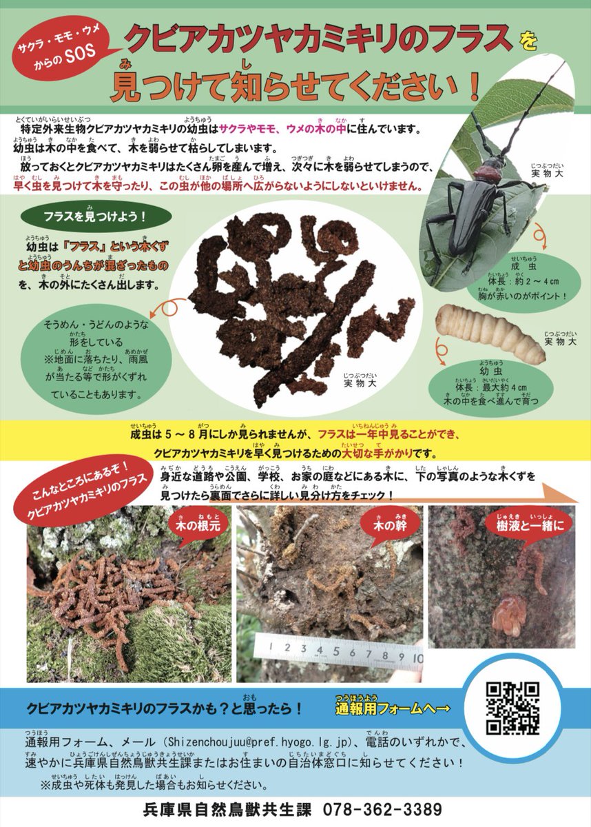 ryuiki_net's tweet photo. 兵庫県川西市東多田付近にて特定外来生物クビアカツヤカミキリのフラス（幼虫のかじった木くず）が見つかりました。
見つかった木は既に伐採の対応をされた様です。 https://t.co/7g15KnrdYq