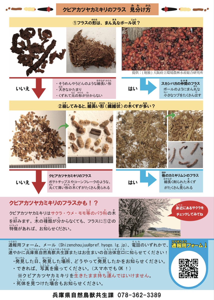 ryuiki_net's tweet photo. 兵庫県川西市東多田付近にて特定外来生物クビアカツヤカミキリのフラス（幼虫のかじった木くず）が見つかりました。
見つかった木は既に伐採の対応をされた様です。 https://t.co/7g15KnrdYq