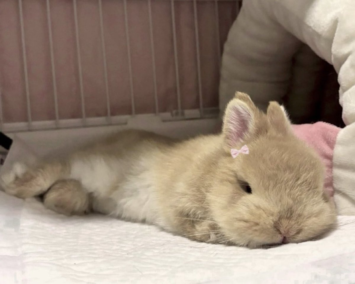 ᴊ 🫧 tweet media