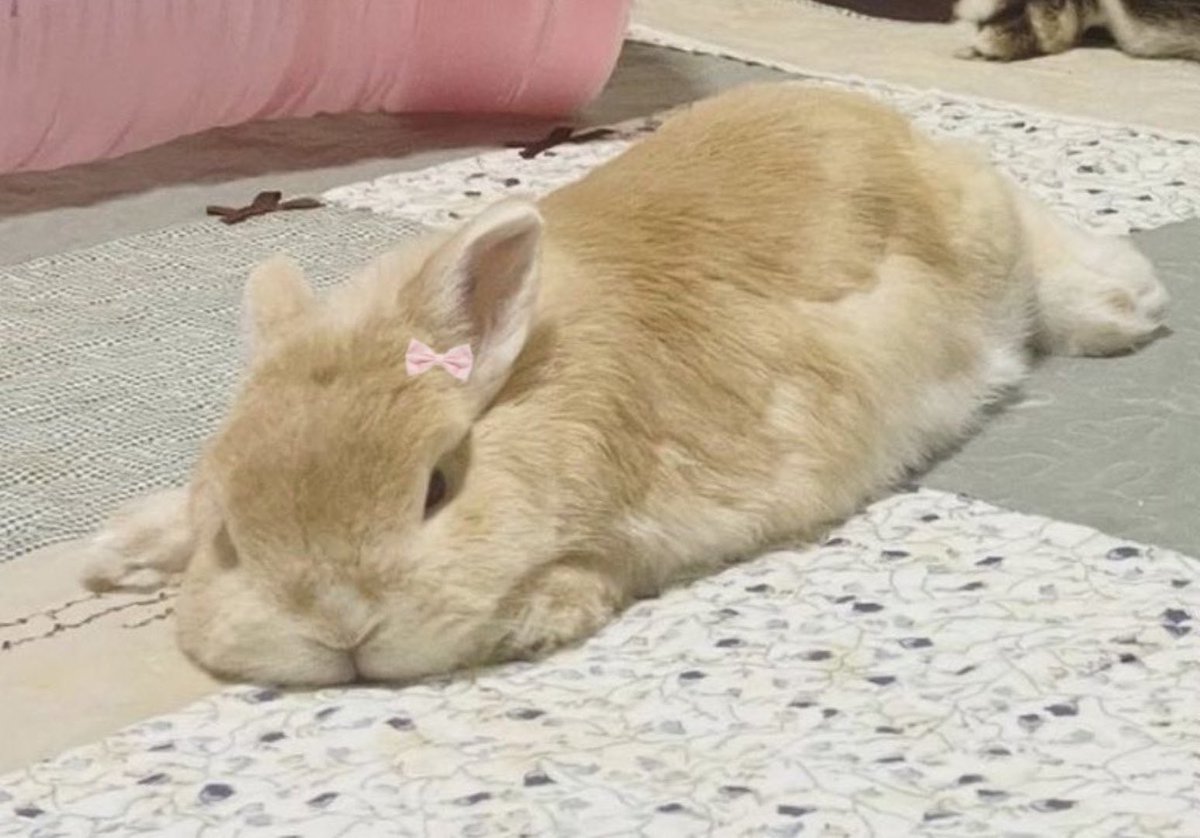 ᴊ 🫧 tweet media