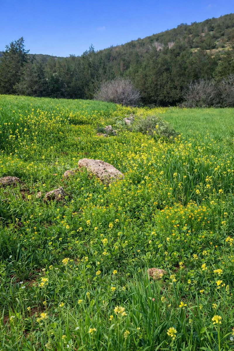 PantherPatient's tweet image. The beauty of spring of Libya 💚 جمال ربيع ليبيا

#LibyaIsBeautiful #GreenMeadow #SpringSeason #Libya