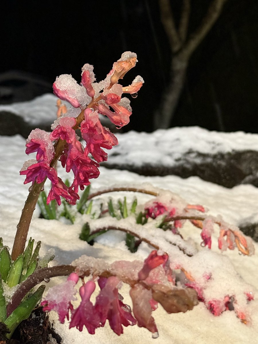 Michelle R. Zimmerman, PhD #MIEExpert #LongCovid tweet media