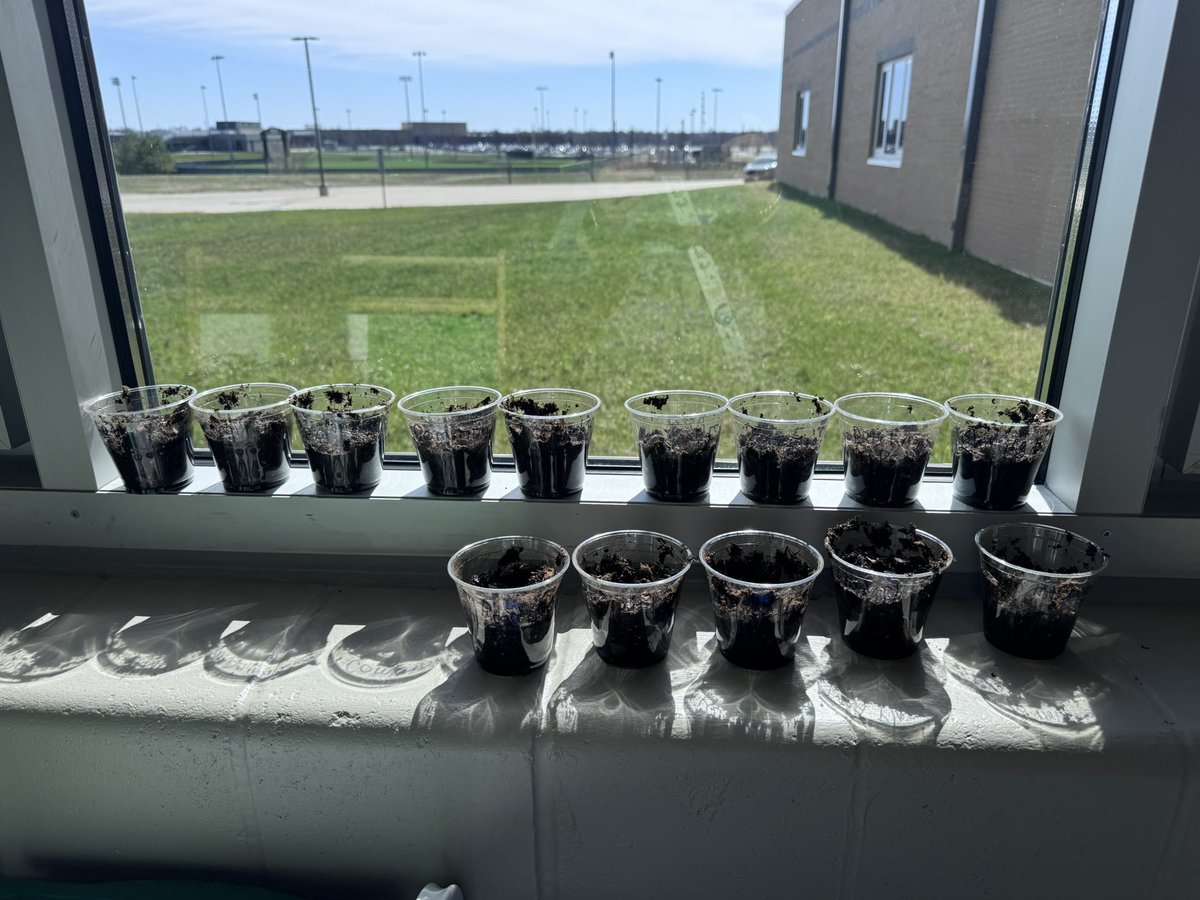 Battle Lion Library tweet media