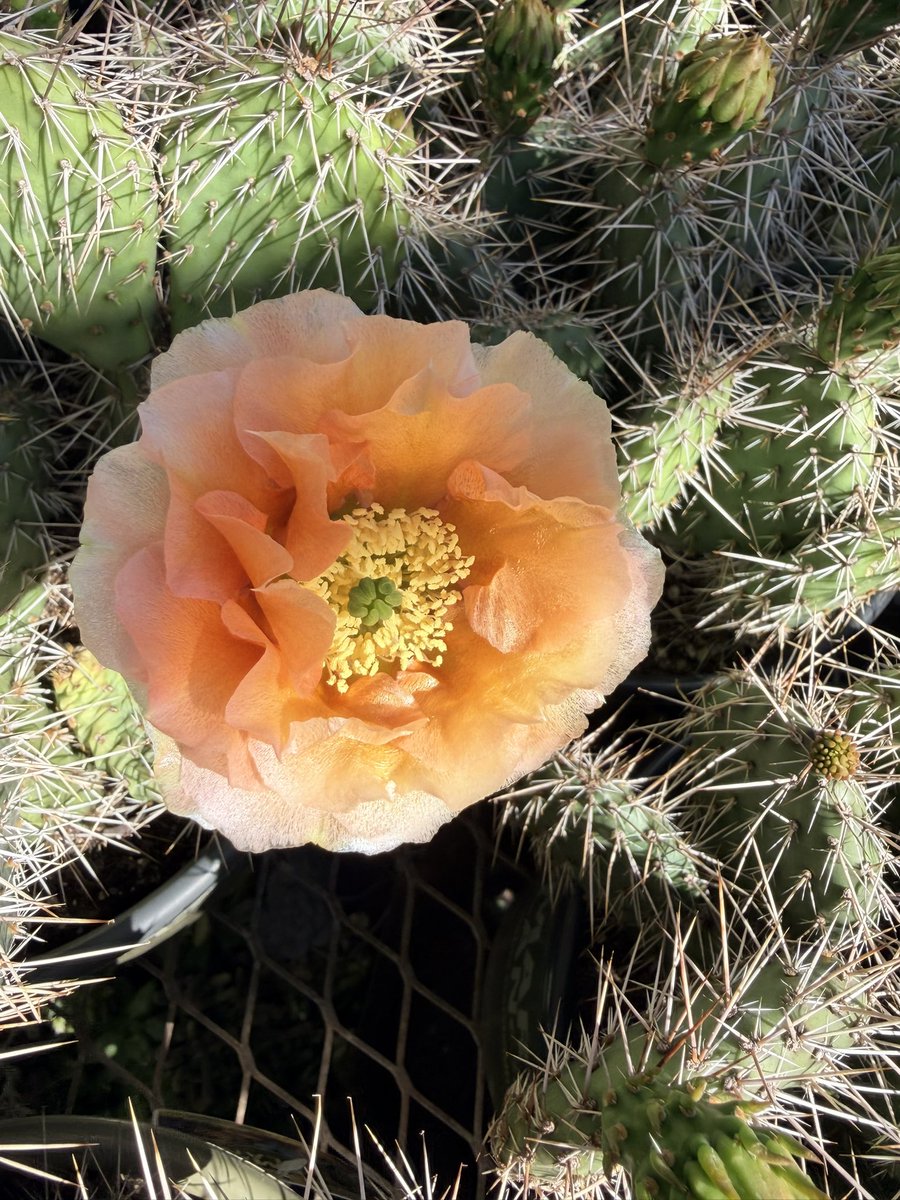 Potscapers tweet media