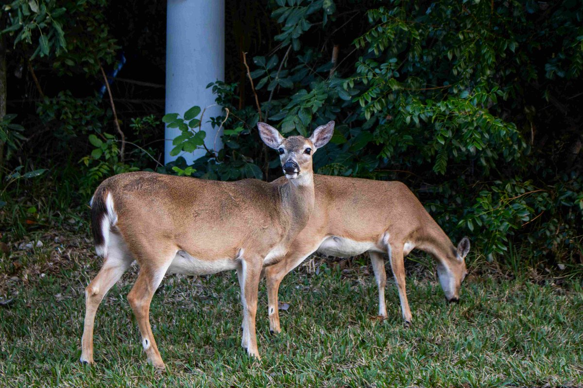 SSRN's tweet image. Spurious #Subspecies

In this paper, the author examines both the history and future of agency efforts to list subspecies.

Author: Alex Erwin

Read More: spkl.io/6011AITfT 
#Wildlife