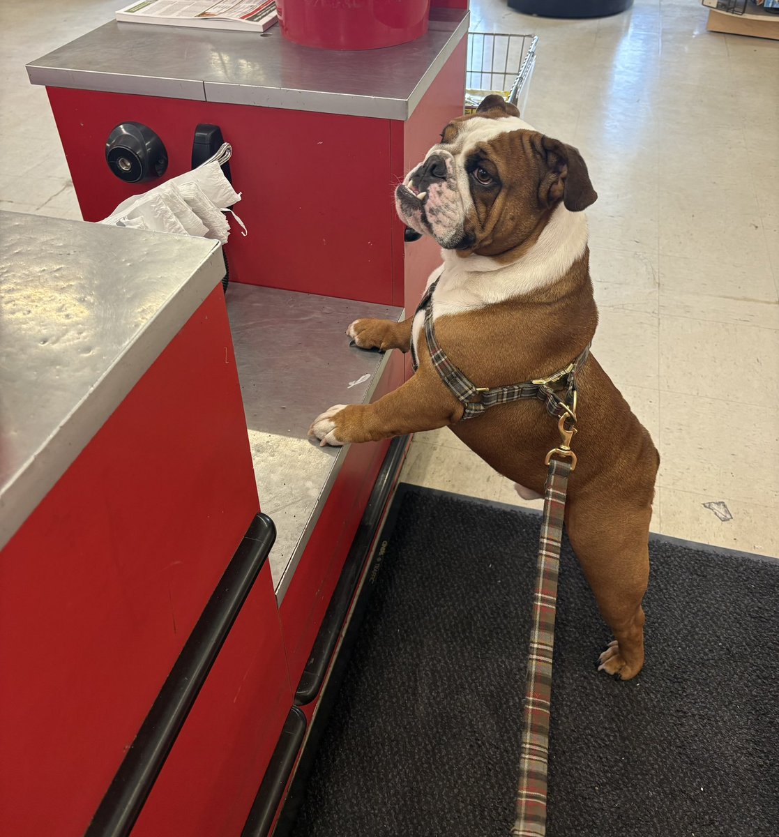 kiddlebulldog's tweet image. I’m here to pick up my food for the weekend the name is Little Kiddle 🐶 #dogs #bulldogs #DogsofX #doglovers