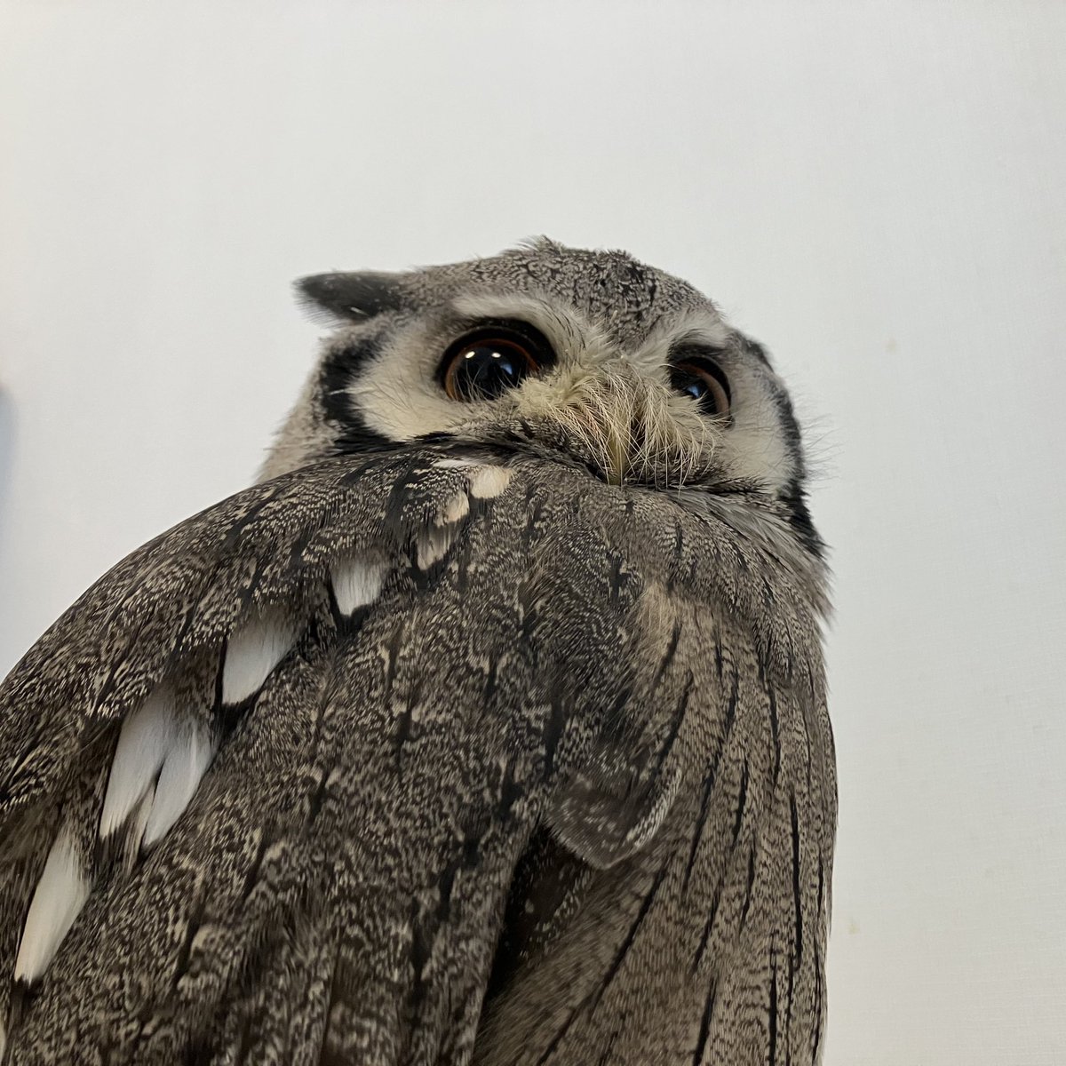 くるる@フクロウ界のアイドル tweet media