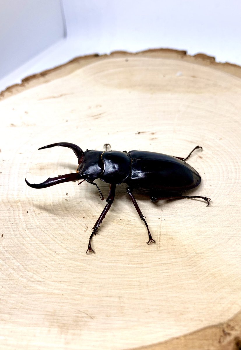 Coleo_Chroma64's tweet photo. 早期羽化ウエストウッディ!羽化後、数週間経ったので休眠保管に!体も固まってきました!
#クワガタ
#ウエストウッディオオシカクワガタ
#ディバンバレー産
#APDV https://t.co/9nFvUTwhxu
