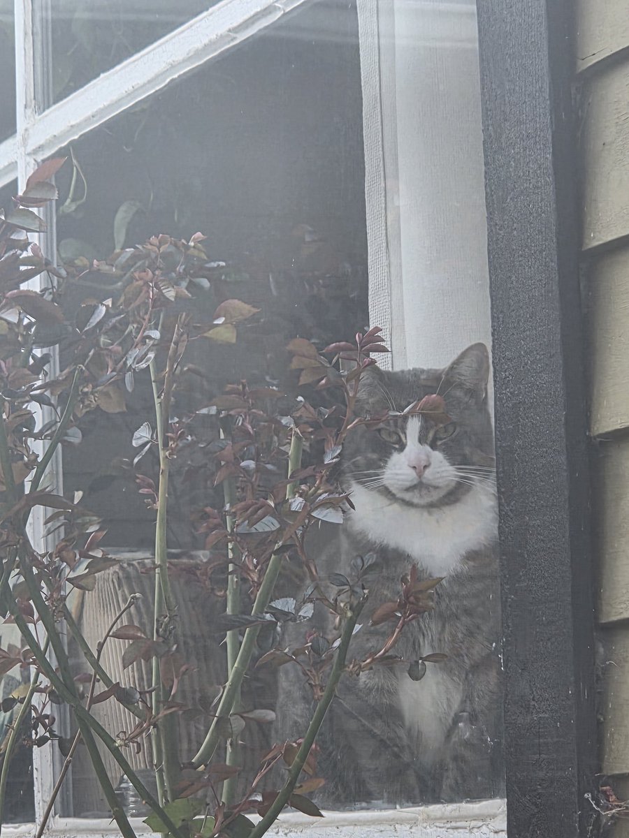The neighbourhood might have heard me laugh outloud today. After coming home from work and going out again, Steve gave me that look😠
Sitting in my car😄