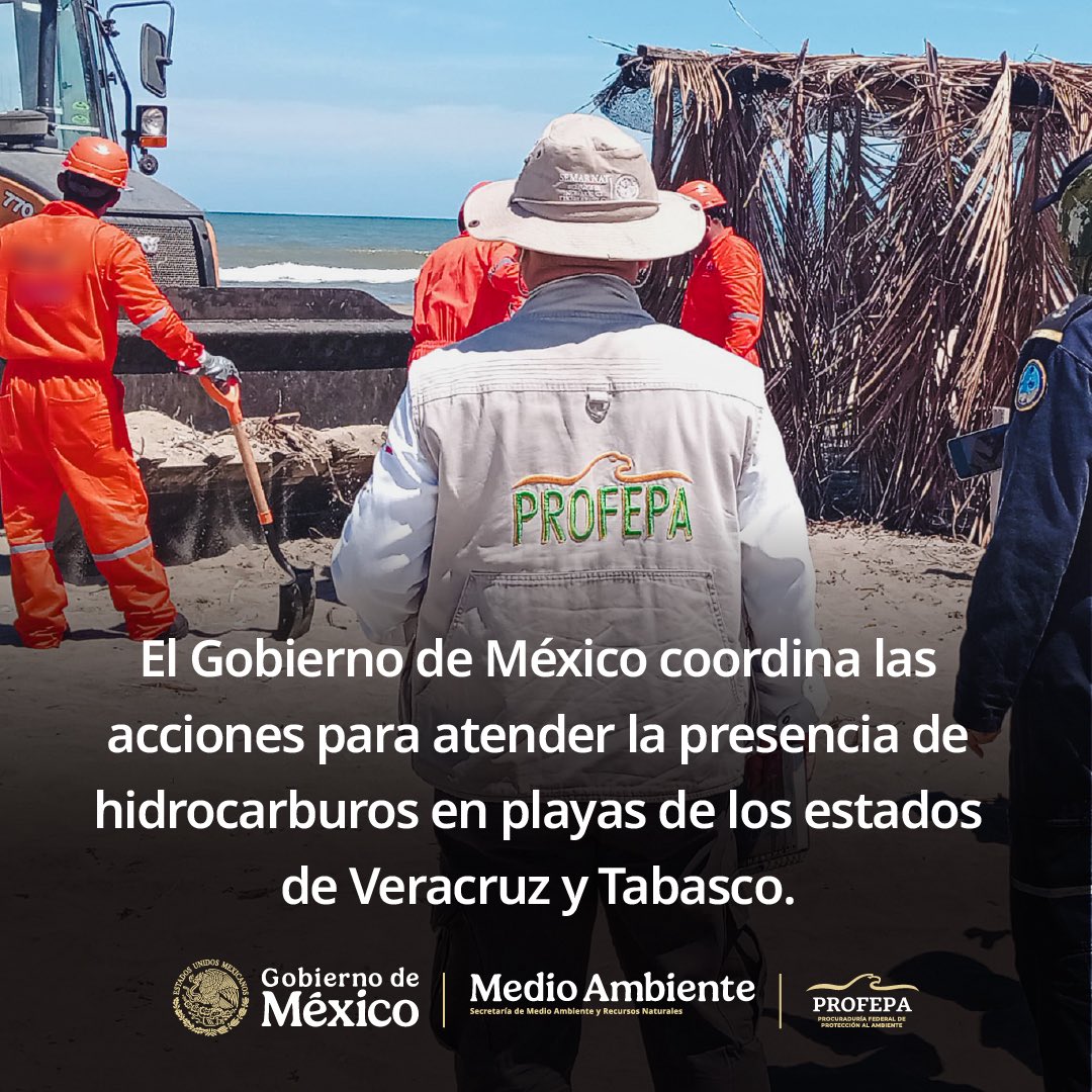 mariana_boy's tweet photo. Ante la presencia de hidrocarburos en las costas de Veracruz y Tabasco, la Profepa mantiene brigadas de inspección y vigilancia permanentes. Nuestra prioridad es clara: coadyuvar en la contención del daño y asegurar que, una vez identificada la fuente del contaminante, se aplique la ley con todo rigor para garantizar la reparación del daño ambiental. No daremos un paso atrás en la protección de nuestros litorales. 

En la @PROFEPA_Mx trabajamos junto a @Semar_mx y @agencia_asea para determinar responsabilidades y salvaguardar nuestro patrimonio natural. El compromiso es con la vida marina y con quienes viven del mar. 

Aquí  el comunicado ➡️ https://t.co/a0tqZluQZo