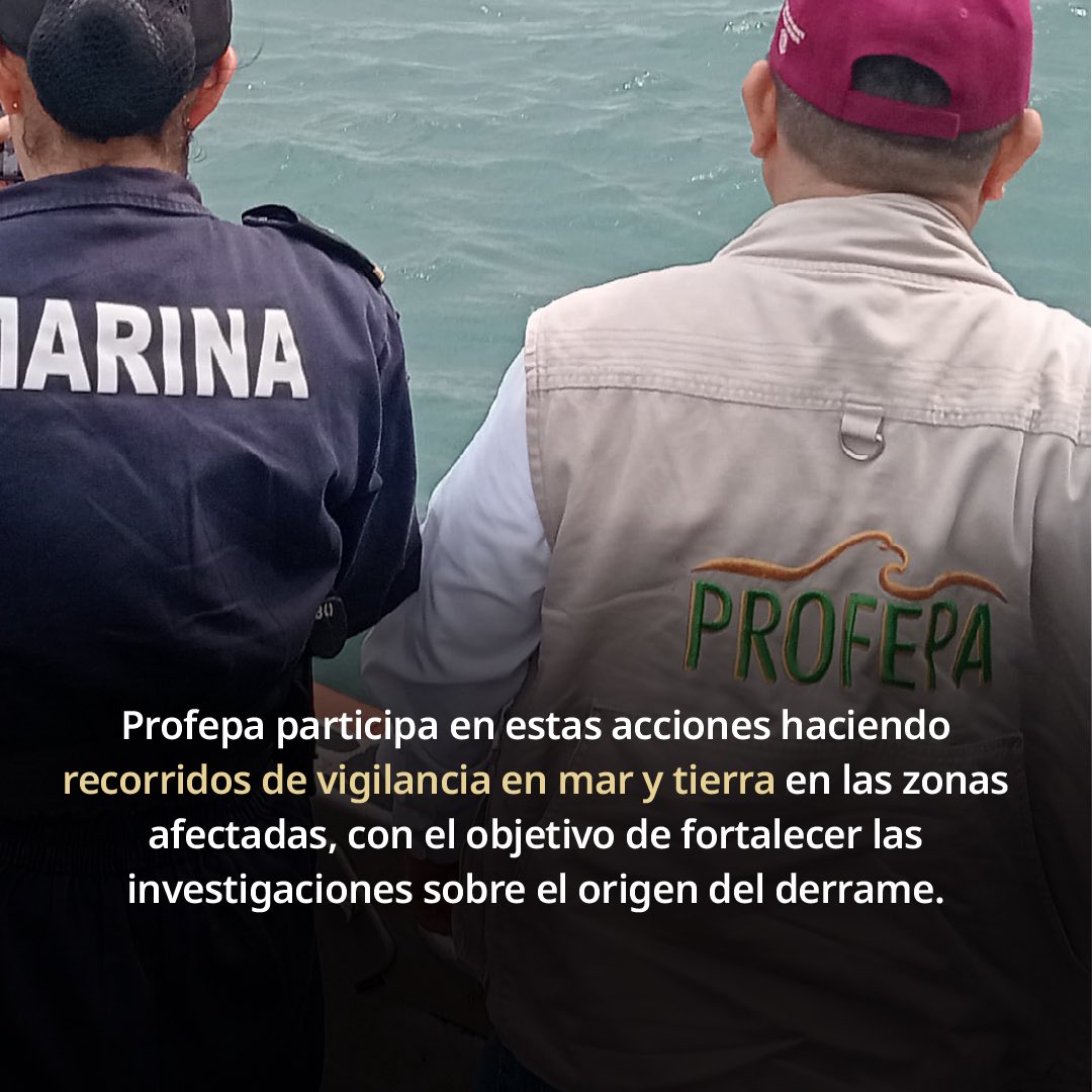 mariana_boy's tweet photo. Ante la presencia de hidrocarburos en las costas de Veracruz y Tabasco, la Profepa mantiene brigadas de inspección y vigilancia permanentes. Nuestra prioridad es clara: coadyuvar en la contención del daño y asegurar que, una vez identificada la fuente del contaminante, se aplique la ley con todo rigor para garantizar la reparación del daño ambiental. No daremos un paso atrás en la protección de nuestros litorales. 

En la @PROFEPA_Mx trabajamos junto a @Semar_mx y @agencia_asea para determinar responsabilidades y salvaguardar nuestro patrimonio natural. El compromiso es con la vida marina y con quienes viven del mar. 

Aquí  el comunicado ➡️ https://t.co/a0tqZluQZo
