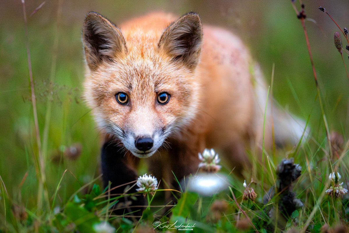 Kris Luckenbach tweet media