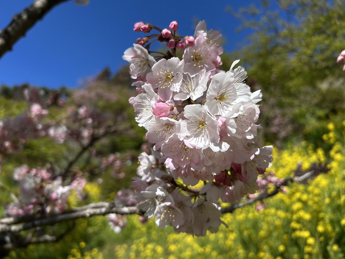 おはようございます。
青空が広がってとっても良いお天気です。
今日の春めき桜です。この週末おすすめです。

#あぐりパーク嵯峨山苑 #松田町 #春めき桜 #菜花まつり
