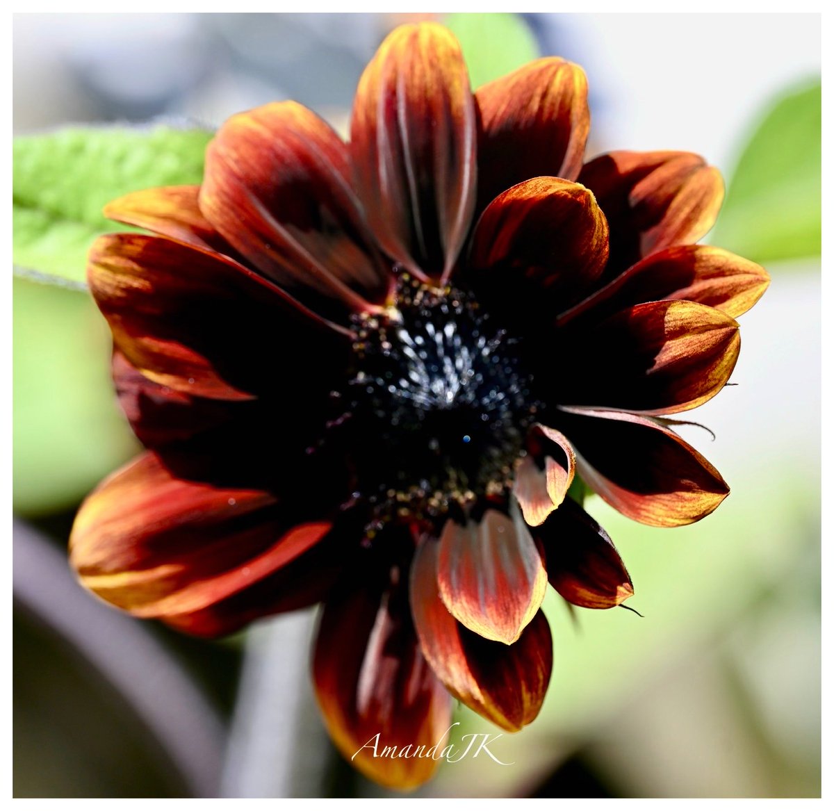 AmandaJK_'s tweet image. Good Afternoon 𝕏 Friends ☕️

The weekend is here🌻
What are your weekend plans? 
I’m going to try and squeeze in a photography shoot

Wishing you all a wonderful Saturday 

If you’re still enjoying Friday night , have a great evening🌙💛

#MyPhoto #Photography #sunflower