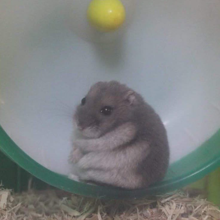 Tweets Of Hamster tweet media