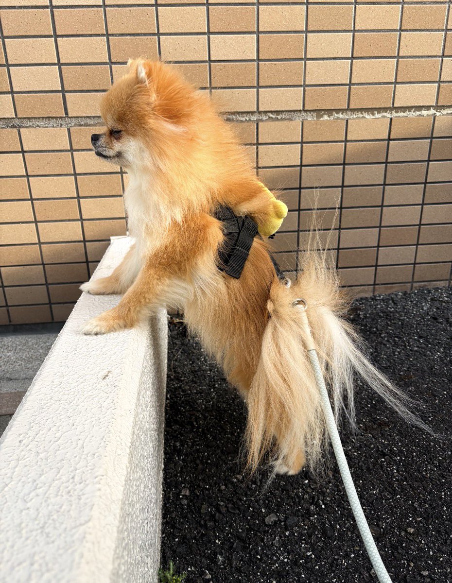 EBIKECHI tweet media