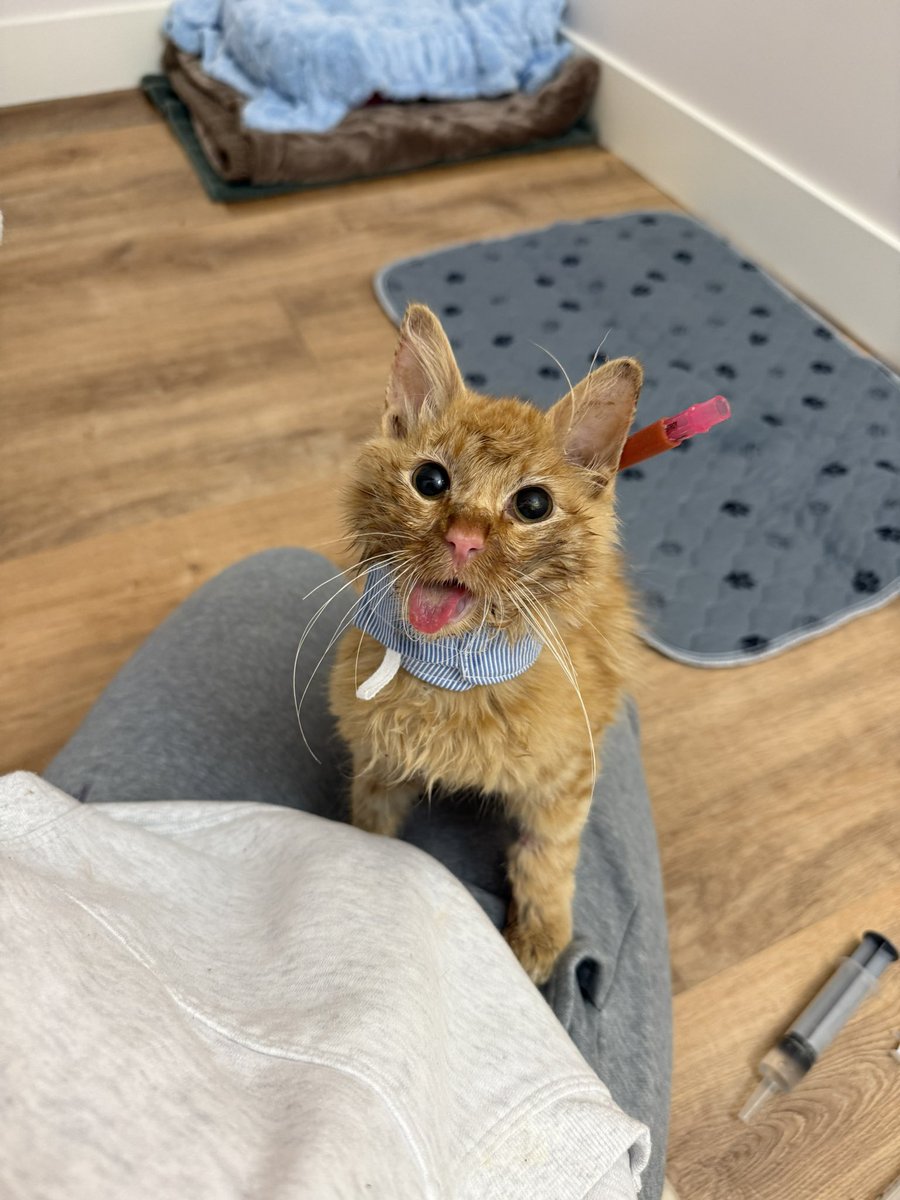 Friends of Bear Cat Rescue tweet media