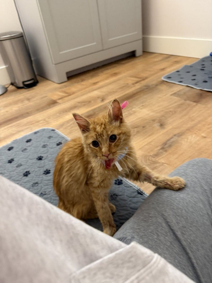 Friends of Bear Cat Rescue tweet media