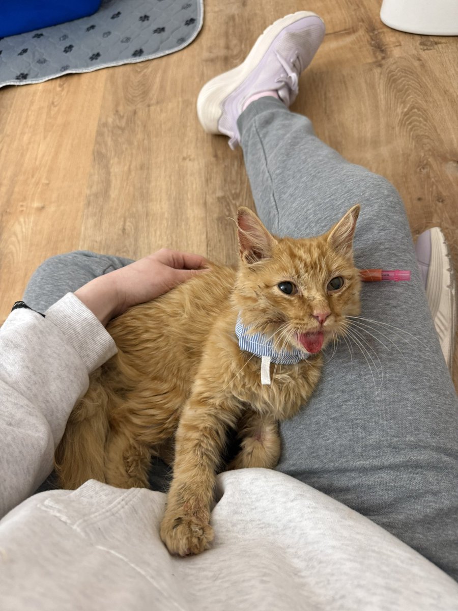 Friends of Bear Cat Rescue tweet media