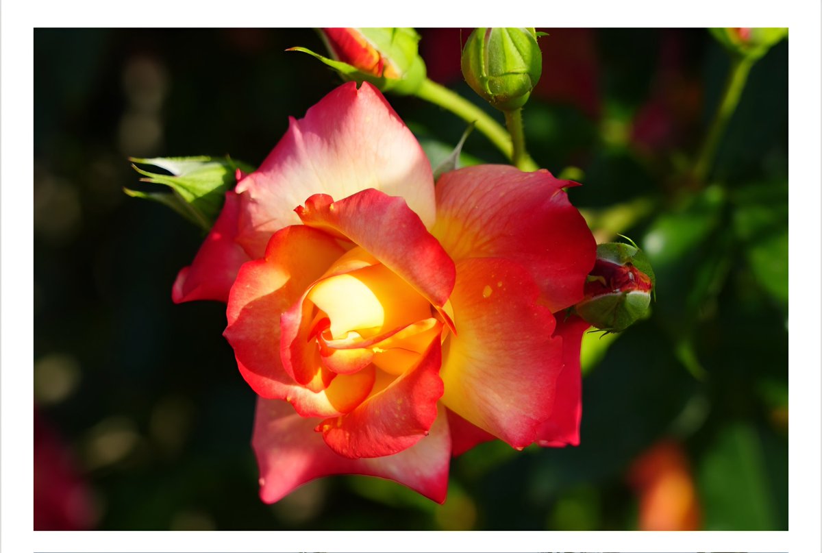 ぷるうと・西岡裕美 tweet media