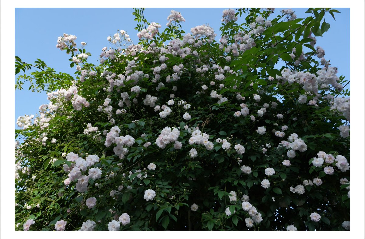 ぷるうと・西岡裕美 tweet media