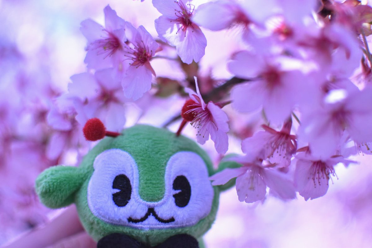 tmt_11m's tweet photo. 🌸🍡
#ファインダー越しの私の世界
#みんくる
#河津桜 https://t.co/RLwtgE5dbK