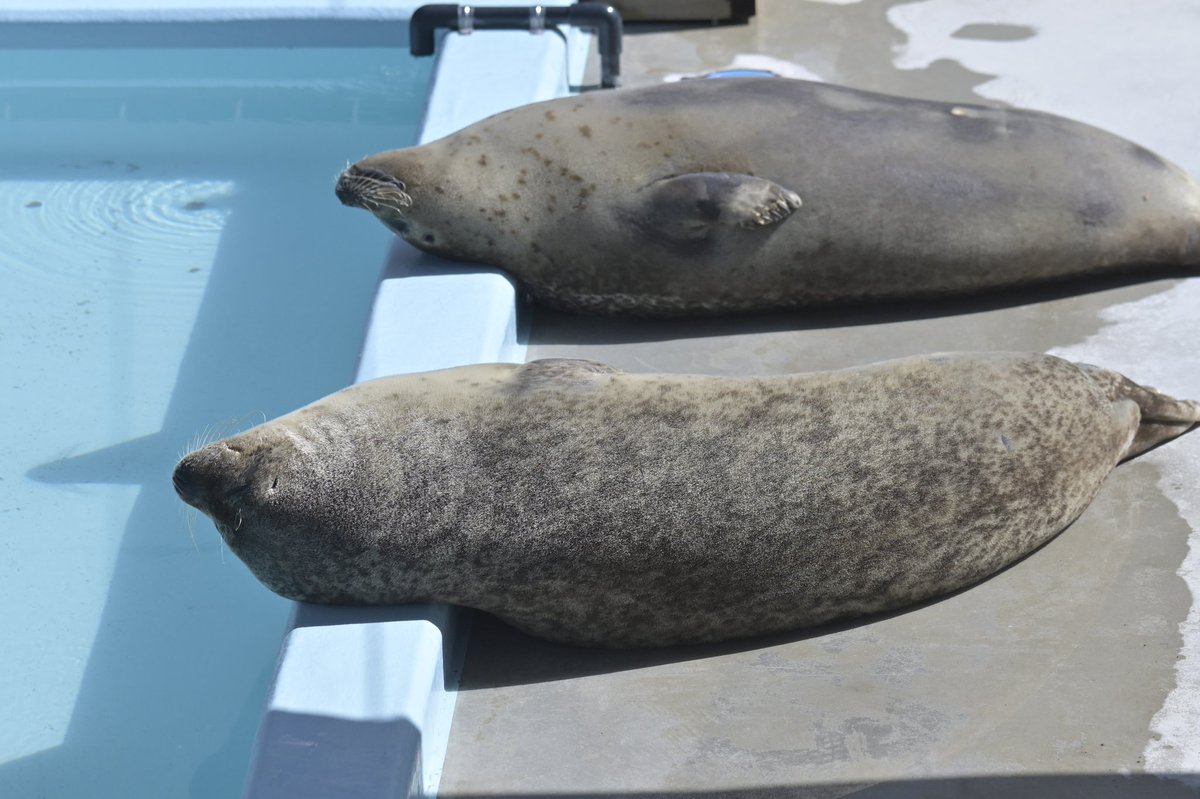 う し 🐮 tweet media