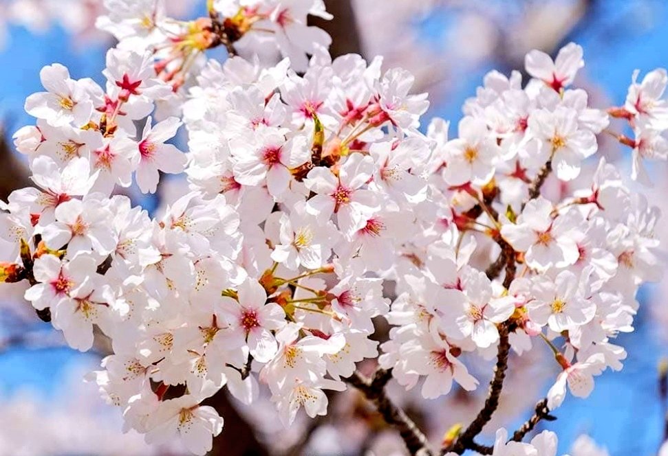 チケットキャビン岡山中央店★レターパック・シール切手・はがき★外貨両替★新幹線🚅🉐🌸格安🥰 tweet media