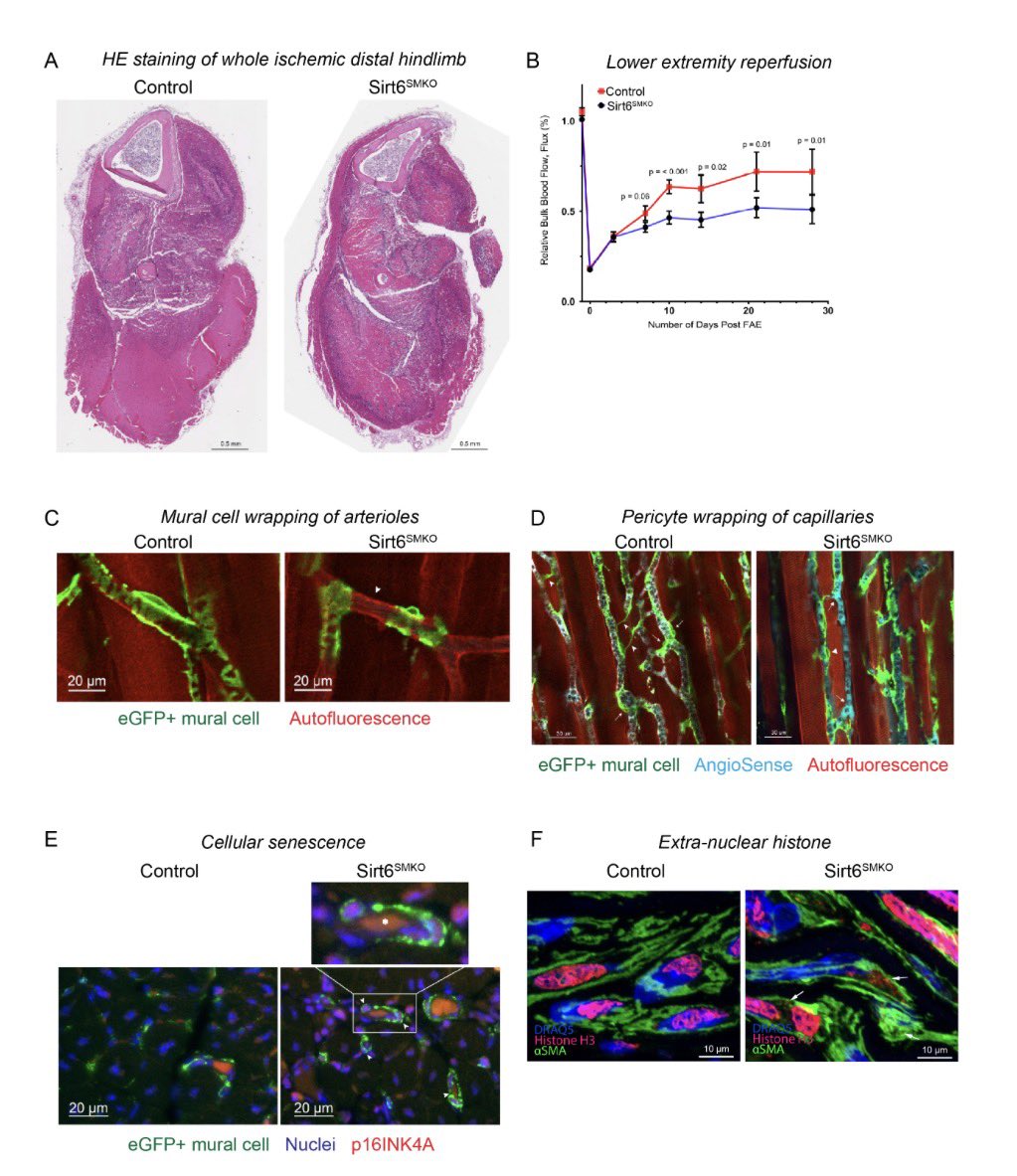 Ruslan Rust tweet media