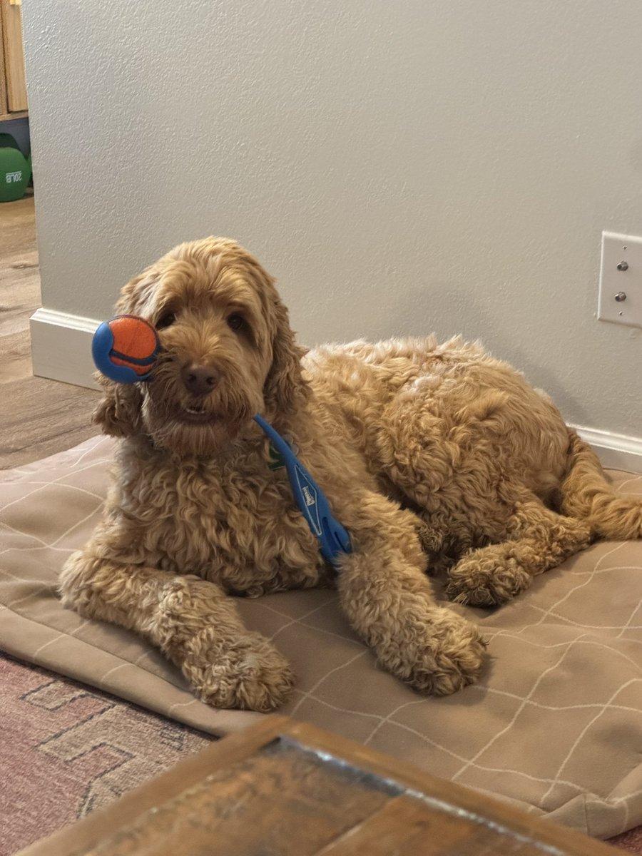 jayspleh's tweet photo. @bryan_johnson Australian labradoodle ☺️ https://t.co/UWjVya044e