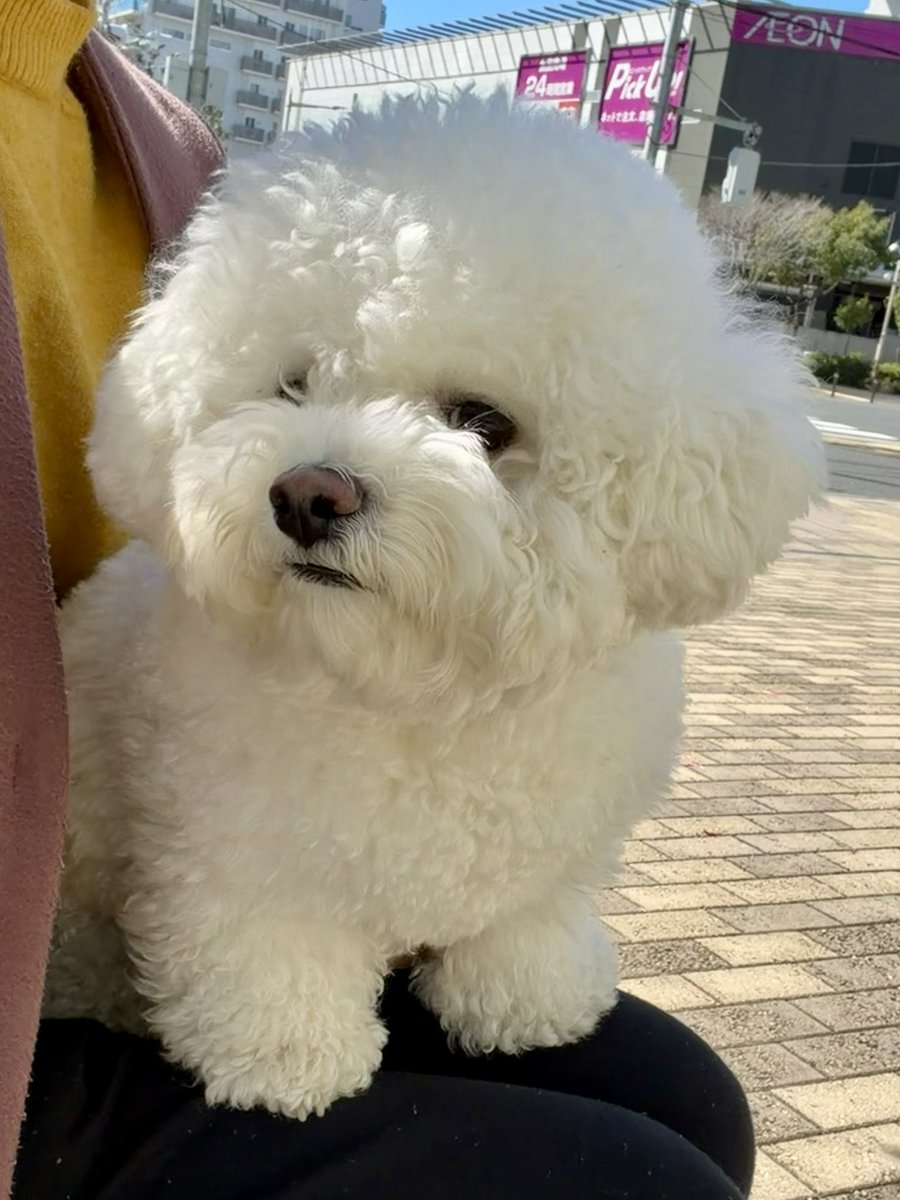 しっぽﾌﾞﾝﾌﾞﾝ丸 tweet media