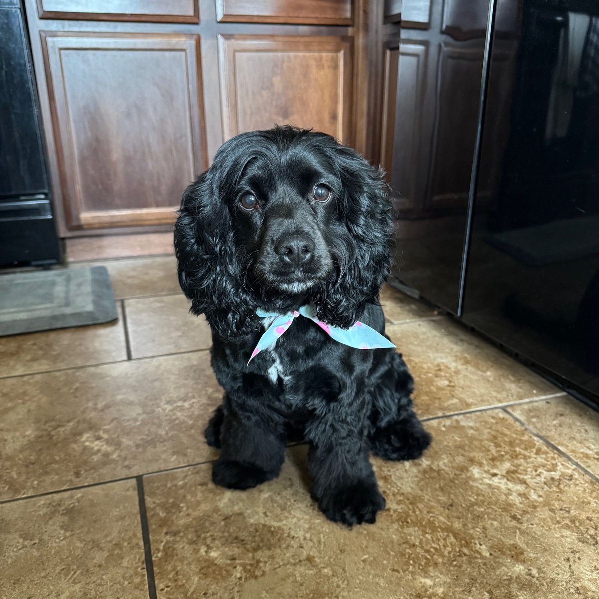 Spot Pet Insurance tweet media