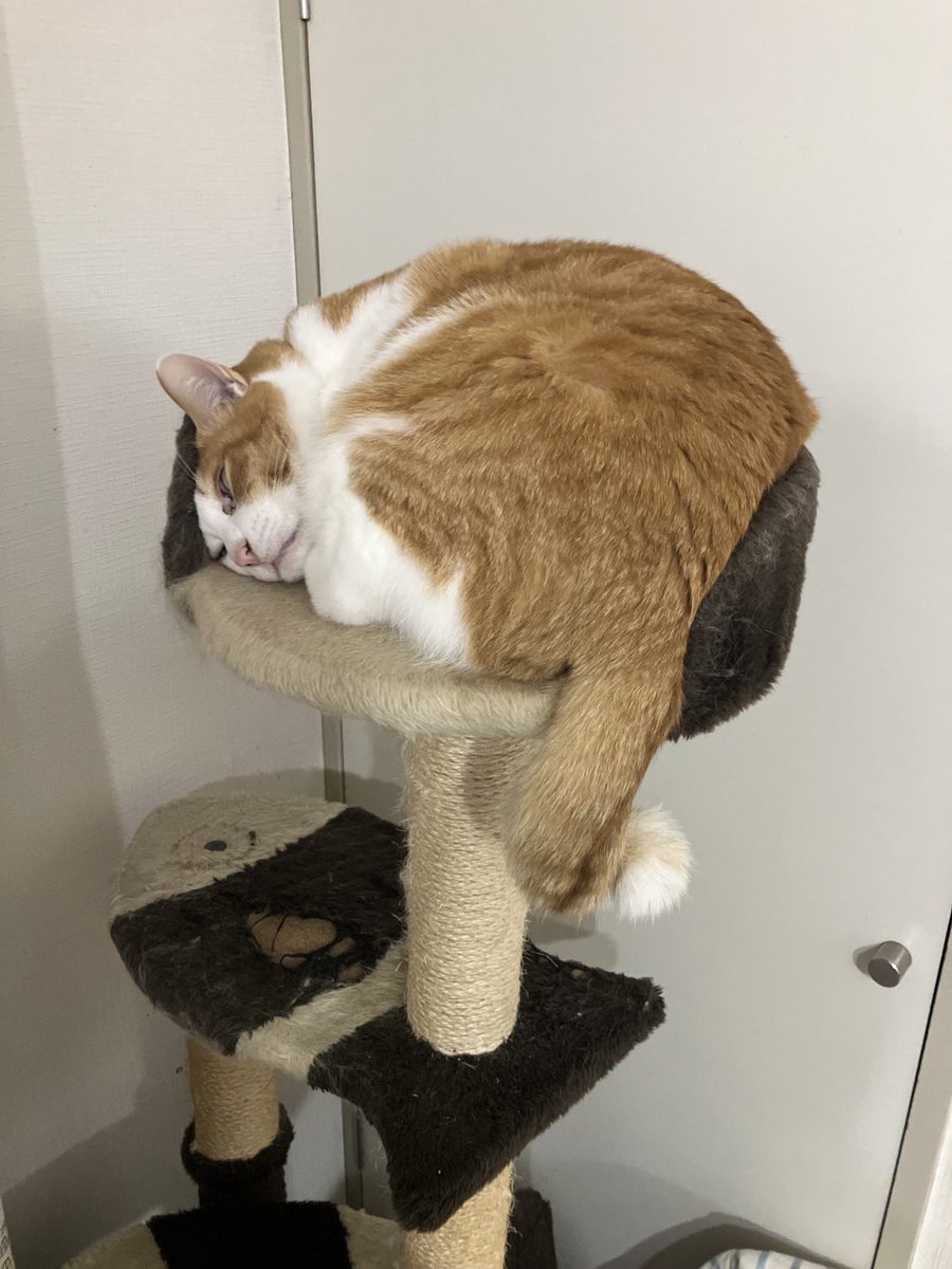 ギリ収まる猫。