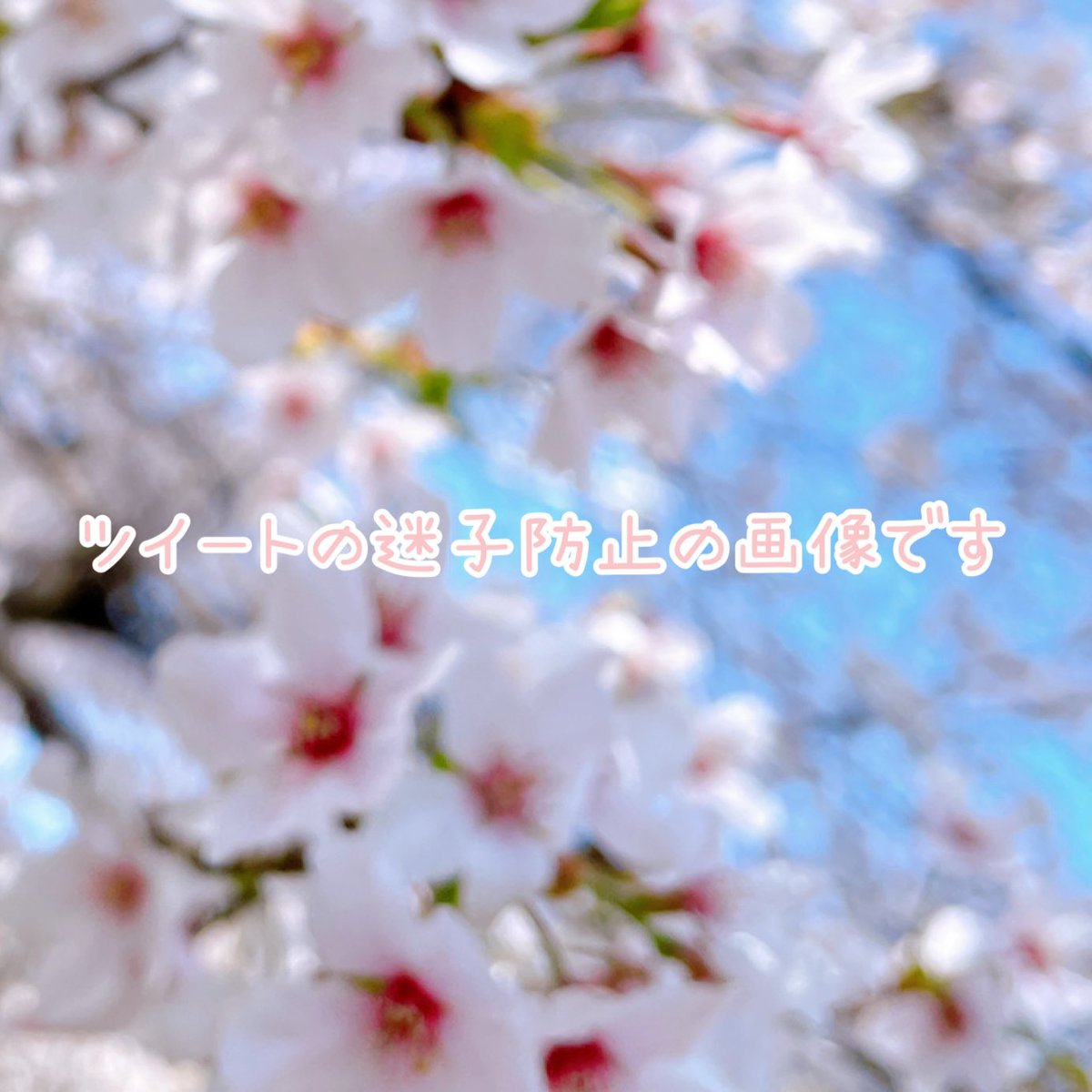 はるちー🐾 tweet media
