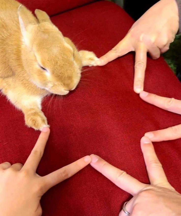 thepopularanimals tweet media