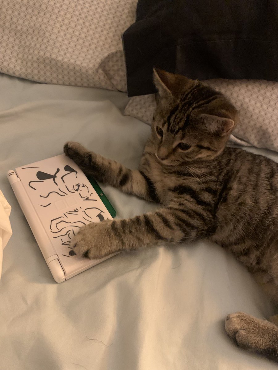 FaygoQ ⚡️ tweet media