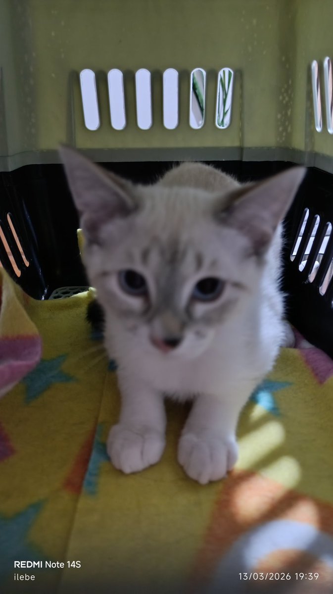 ilebe 🏃♀️🐈🐾🐕 tweet media