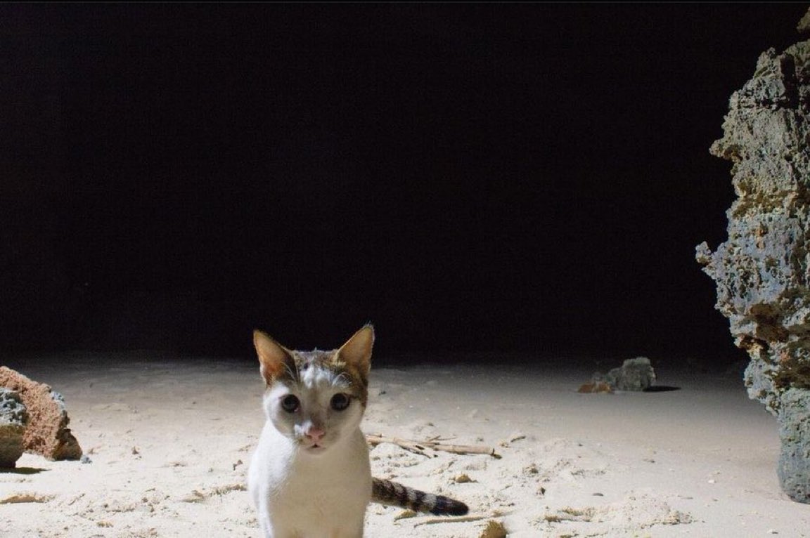 gatos fazendo gatices tweet media