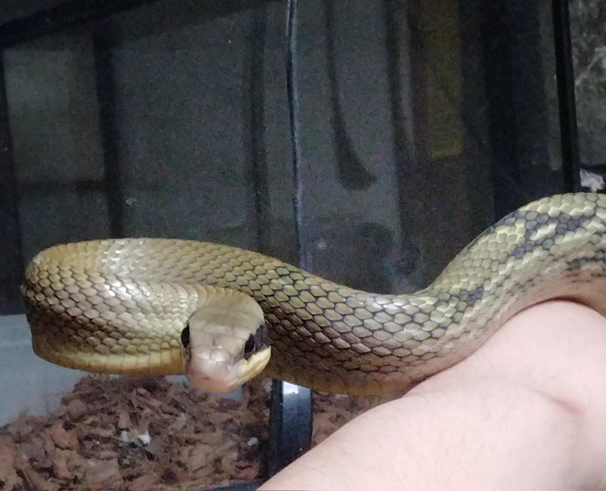 ダイスケ　生き物アカ tweet media