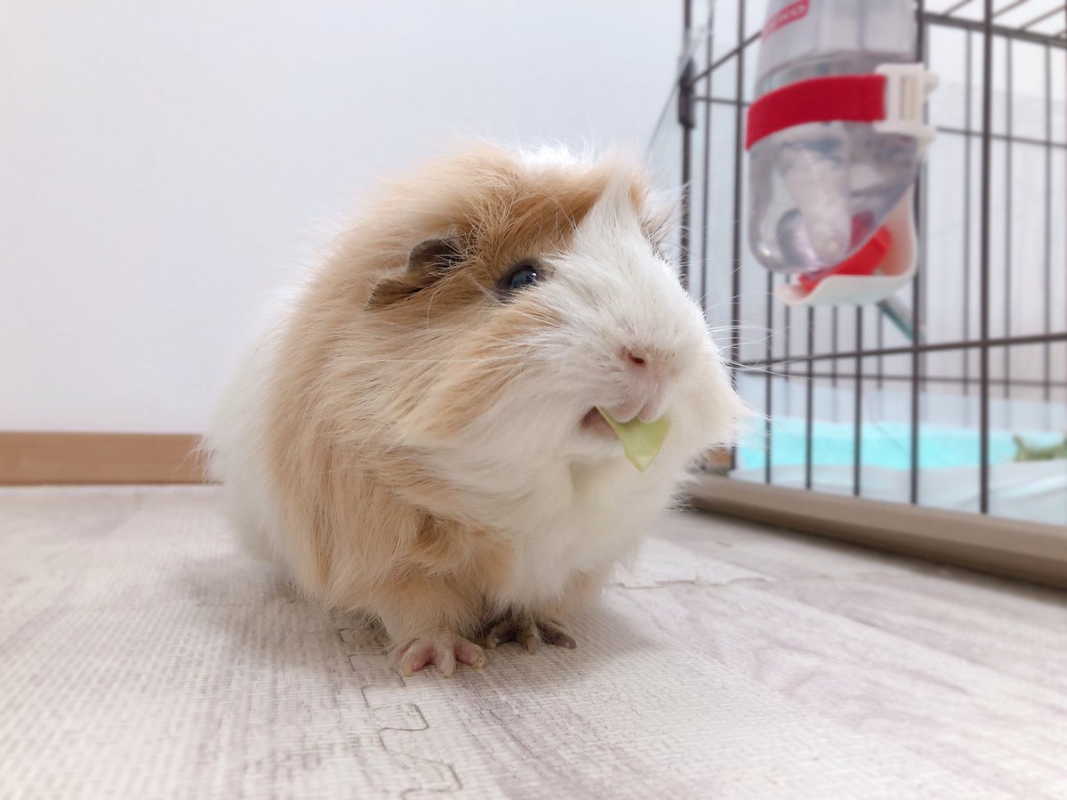 きぬごし tweet media