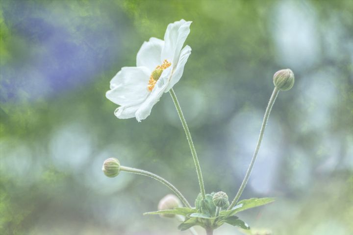 lochsidephotos's tweet photo. Art of the Day! "White Japanese Anenome". Buy at: https://t.co/pZk1s6bMv1 https://t.co/N9HUsyrOvc