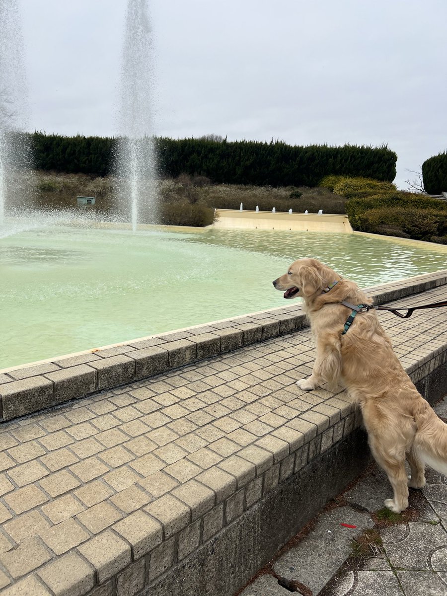 🦮「ウヒョーッ🎶」

せっかく大きい公園に連れて来たのに入り口の噴水に夢中でなかなかお散歩スタートしない😂

#ゴールデンレトリバー